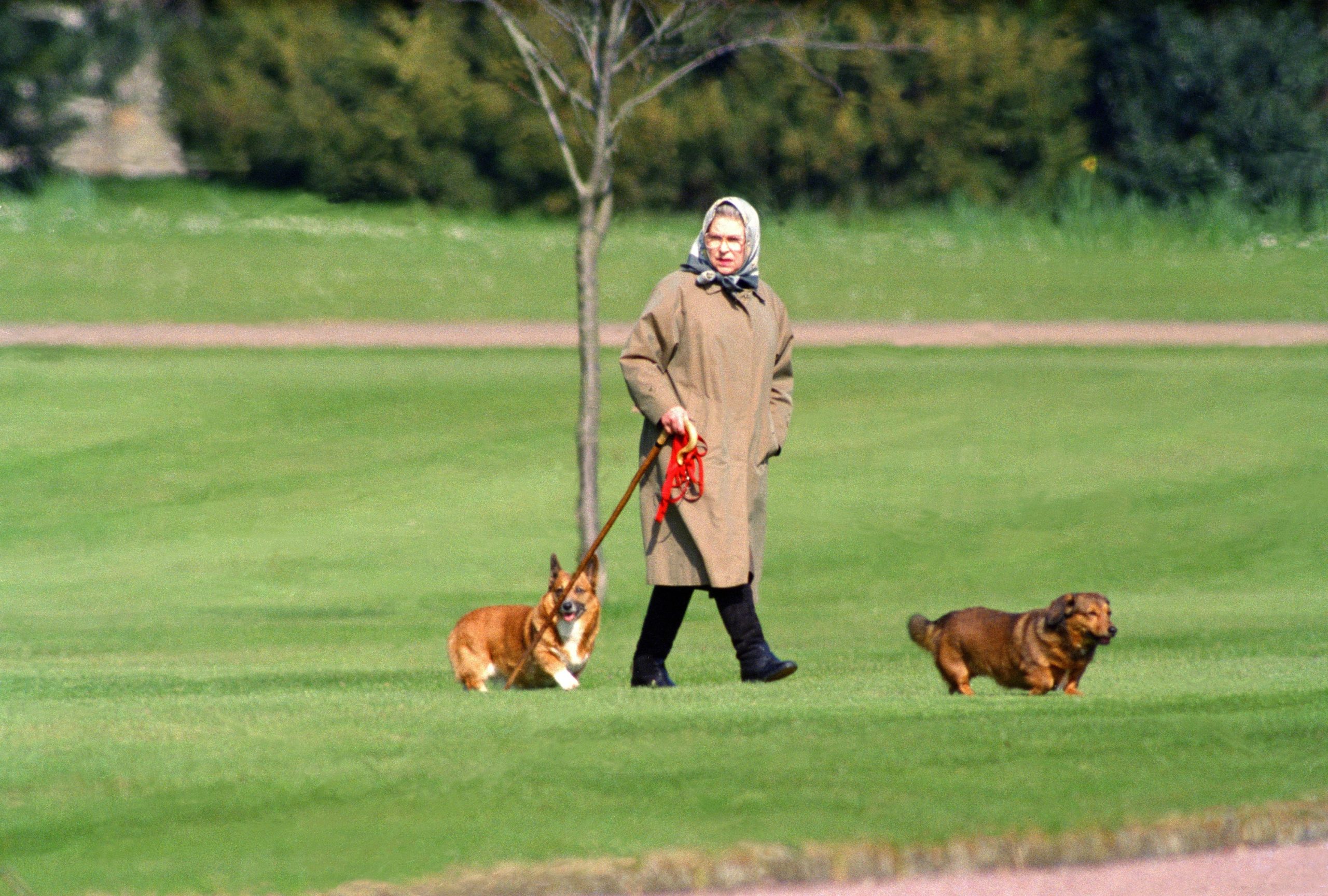 there’s-a-new-exhibition-of-photos-of-the-queen-and-her-corgis