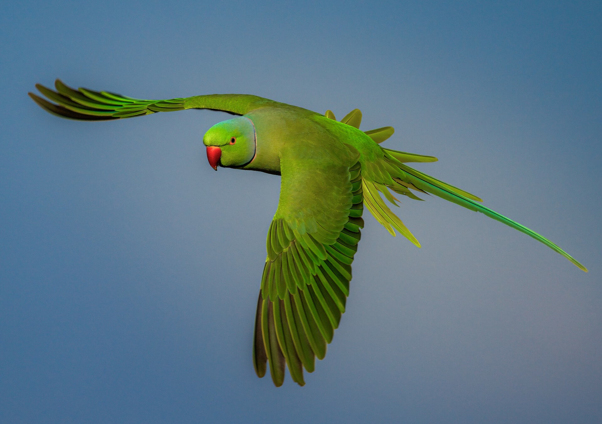 the-grim-reason-parakeets-are-disappearing-from-london