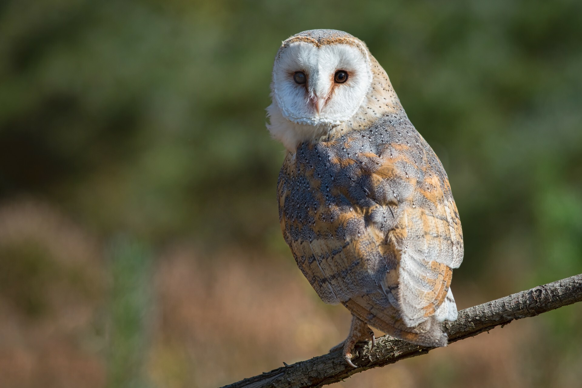 a-barn-owl-has-been-spotted-on-hampstead-heath-for-the-first-time-since-1946