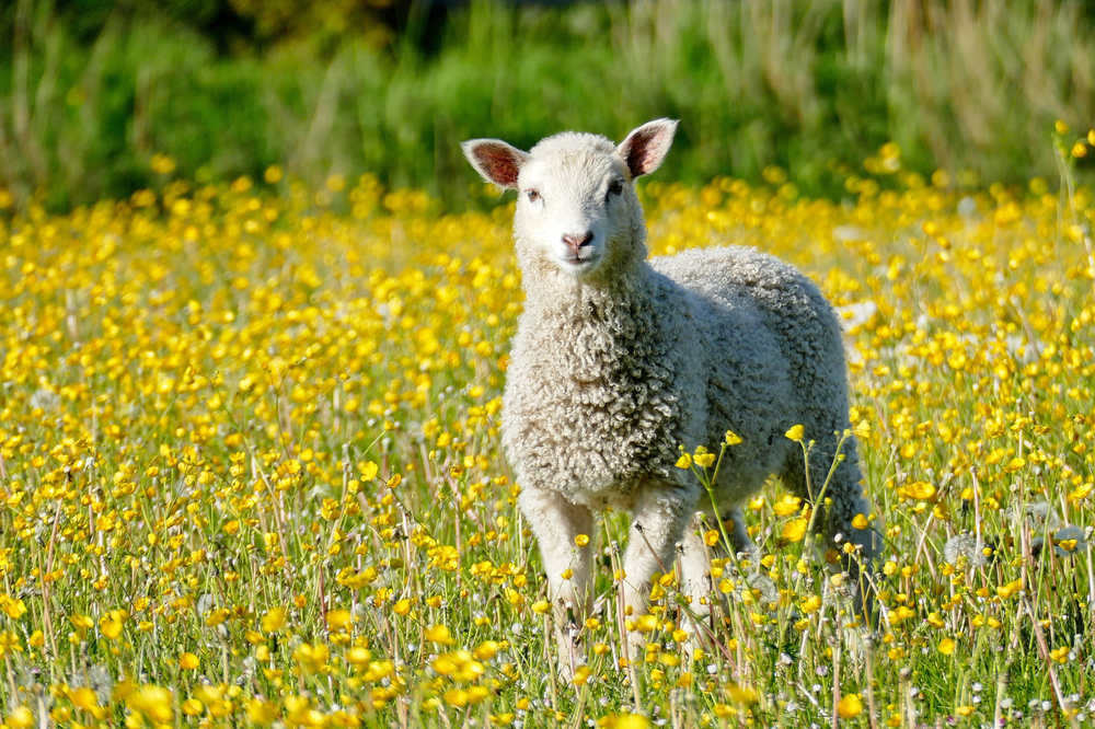 sheep-will-be-grazing-on-hampstead-heath-next-week