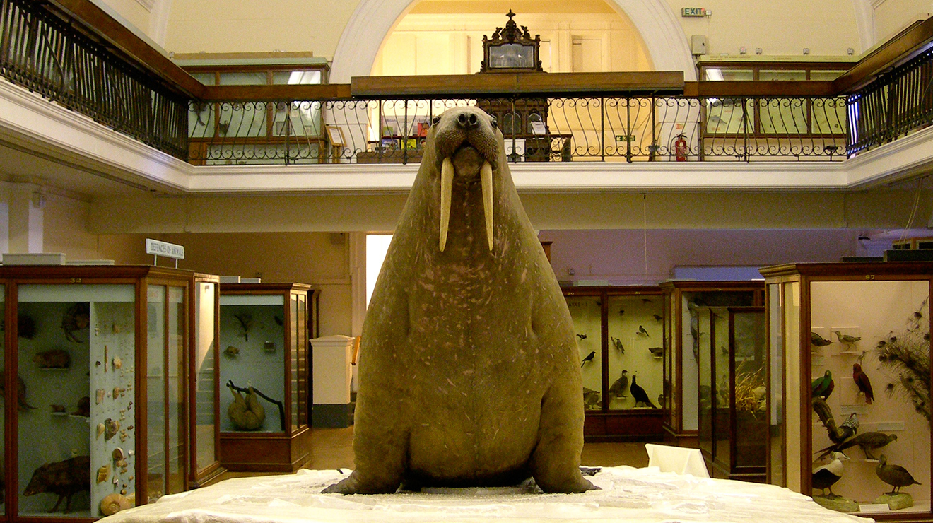 the-horniman-museum’s-beloved-walrus-is-being-taken-off-display-until-2026