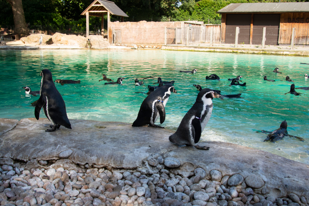 cheap-tickets-alert!-you-can-get-massively-discounted-tickets-for-london-zoo-this-week