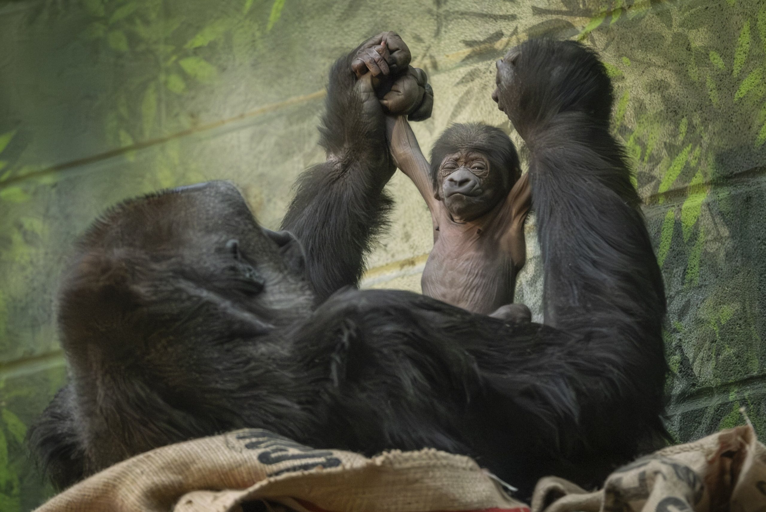 rejoice,-a-super-rare-(and-cute)-baby-gorilla-has-just-been-born-at-london-zoo