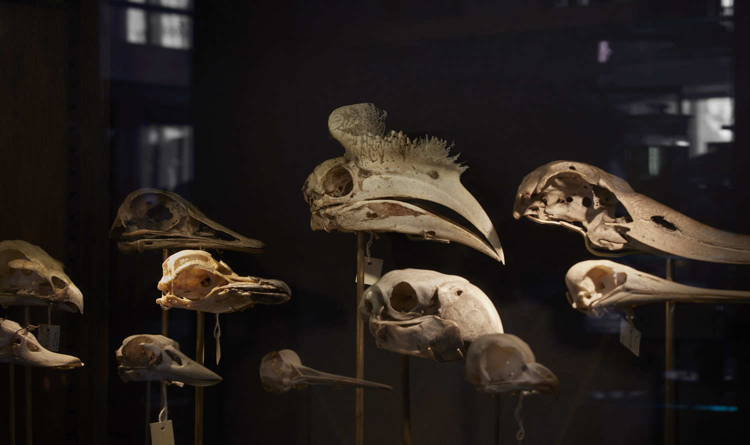this-beloved-london-zoology-museum-is-reopening