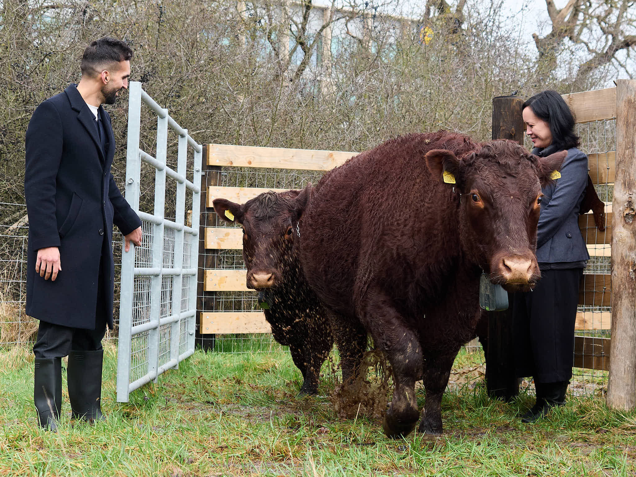 more-wild-cows-are-now-roaming-south-london-–-here’s-where-you-can-see-them