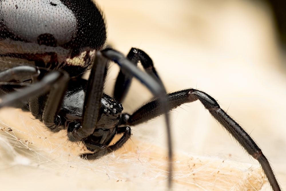 this-dangerous-spider-is-spreading-across-london-–-and-it’s-been-found-at-one-of-the-city’s-most-iconic-attractions