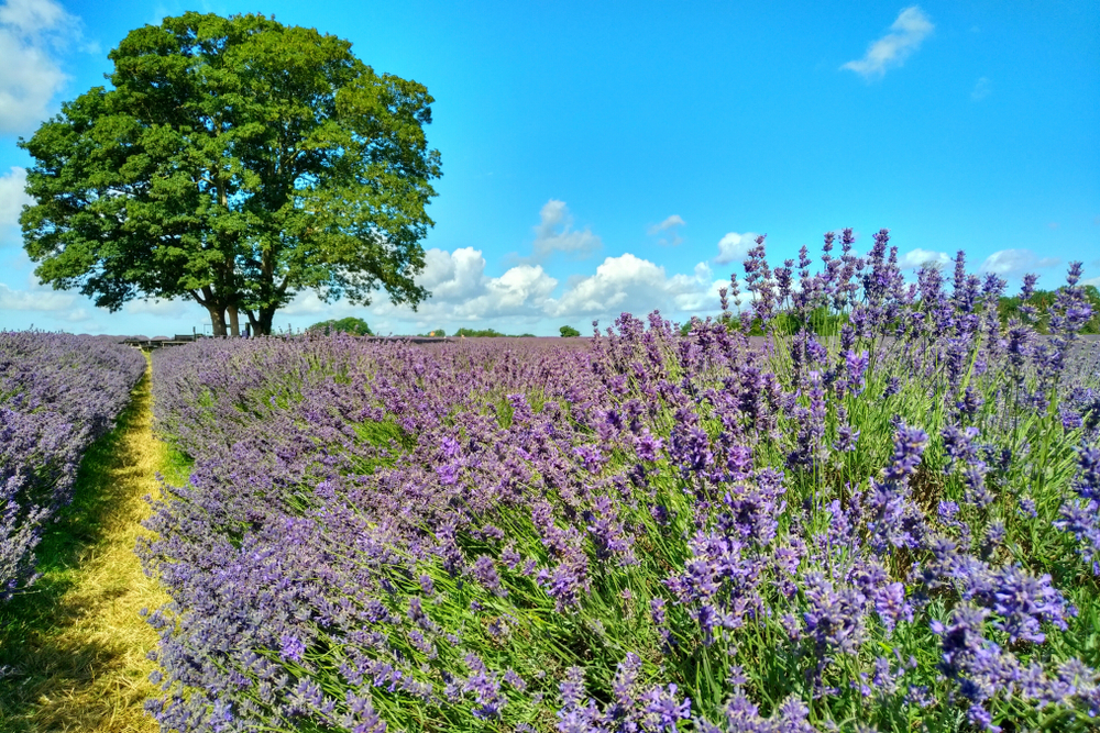 this-pretty-south-london-borough-has-been-named-the-friendliest-place-to-live-in-the-uk